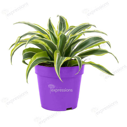 Dracaena Fragrans - Lemon Lime Head