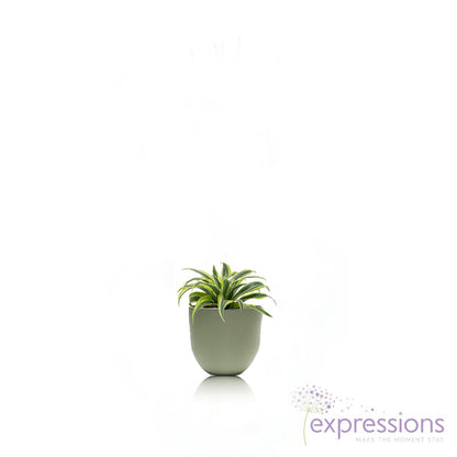 Dracaena Fragrans - Lemon Lime Head