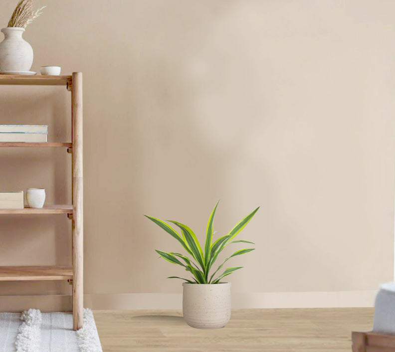 Dracaena Fragrans - Lemon Lime Head