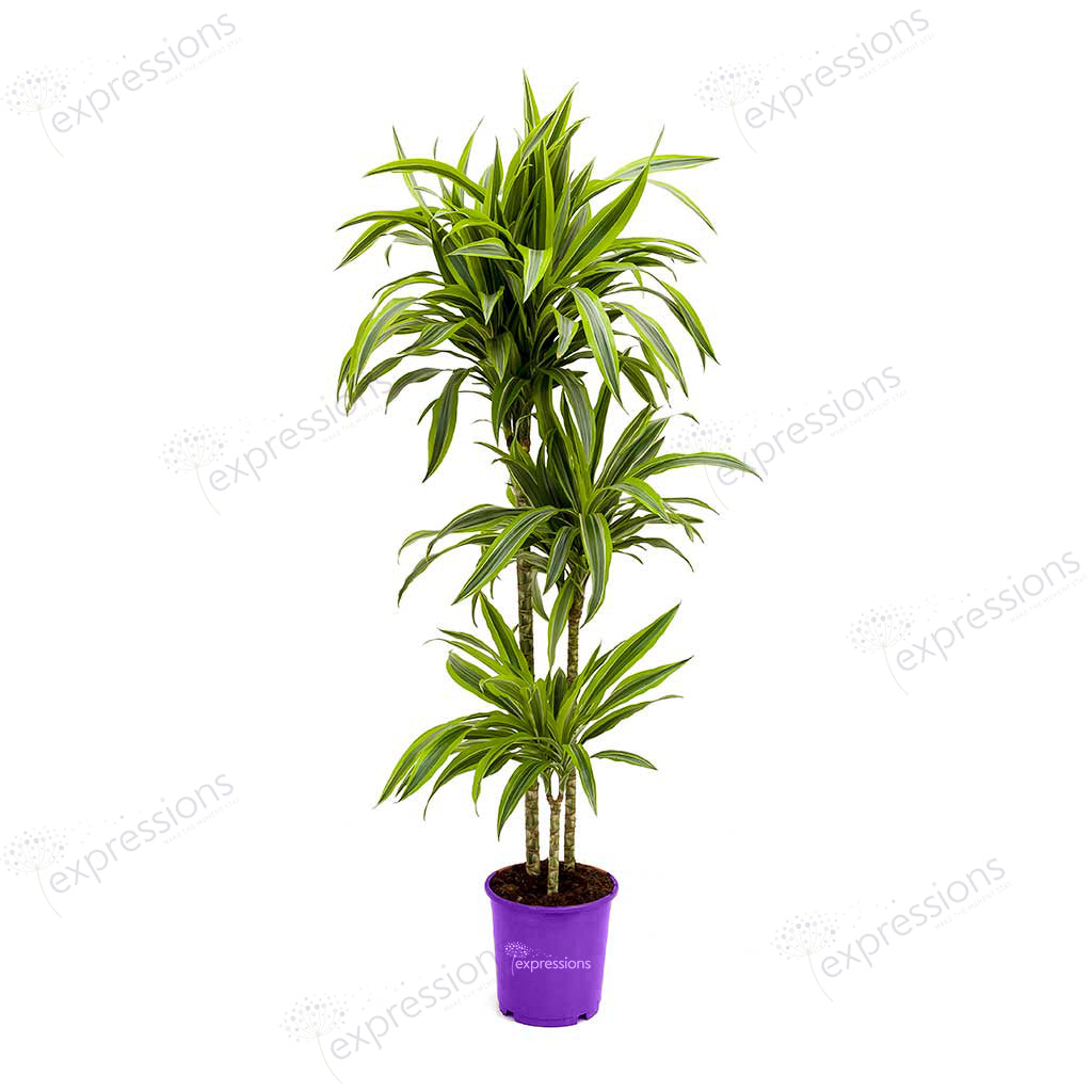 Dracaena Fragrans - Lemon Lime