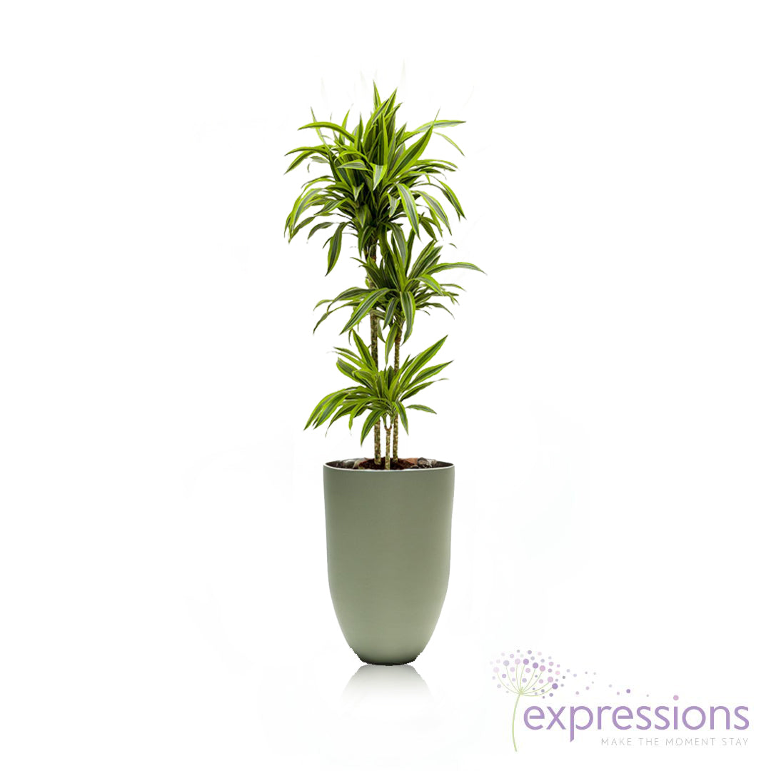 Dracaena Fragrans - Lemon Lime