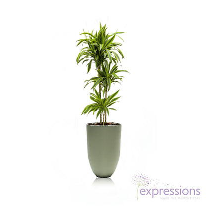 Dracaena Fragrans - Lemon Lime