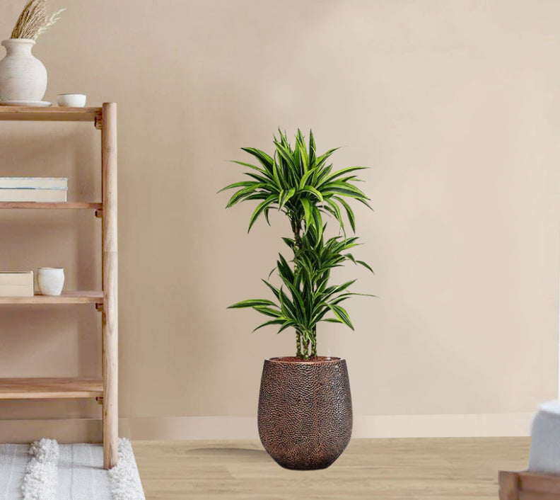Dracaena Fragrans - Lemon Lime