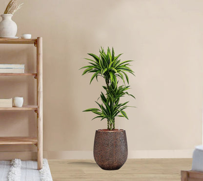 Dracaena Fragrans - Lemon Lime