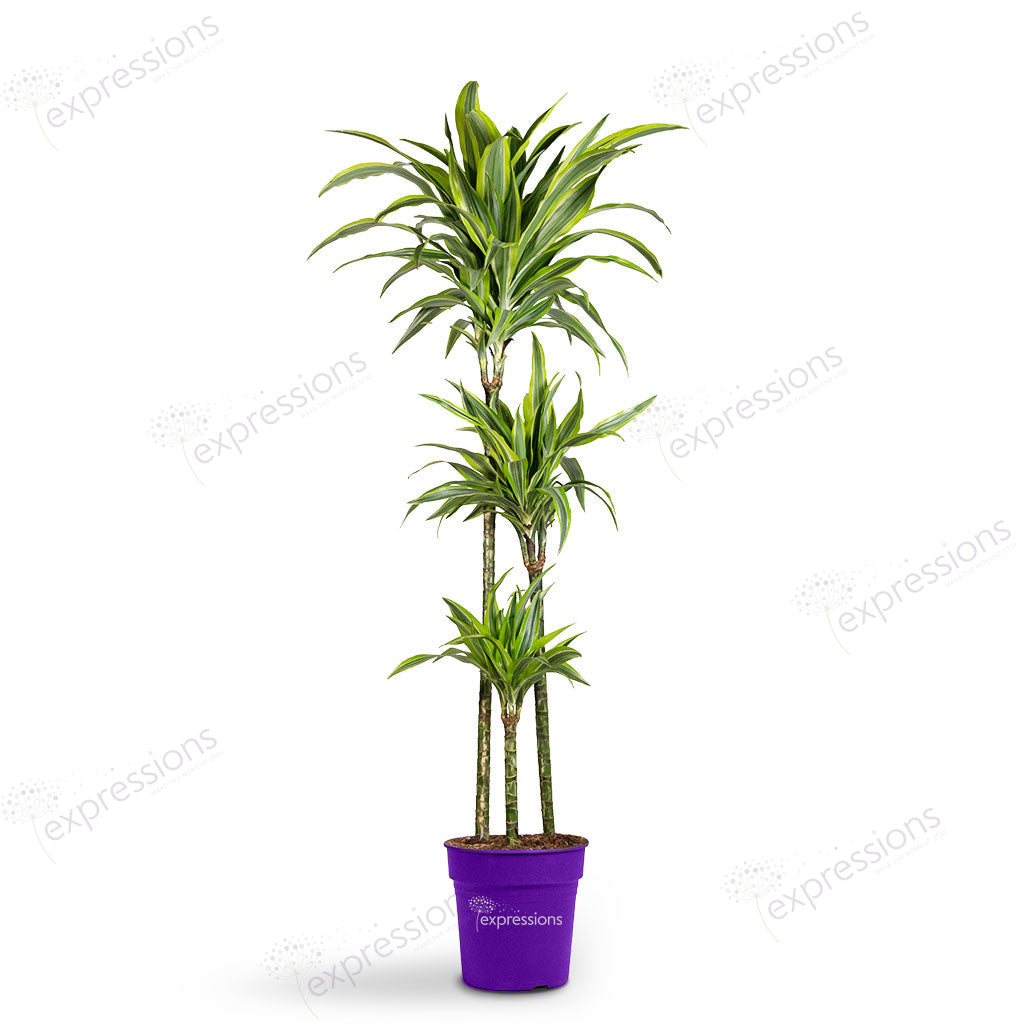 Dracaena Fragrans - Lemon Lime