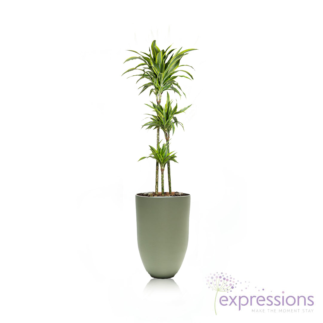Dracaena Fragrans - Lemon Lime