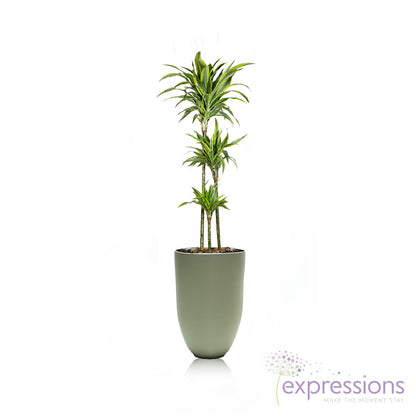 Dracaena Fragrans - Lemon Lime