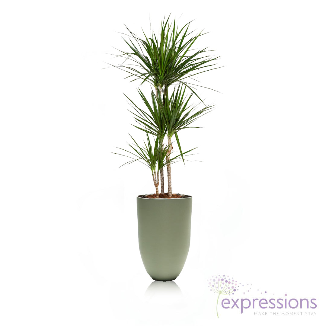 Draceana massangeana