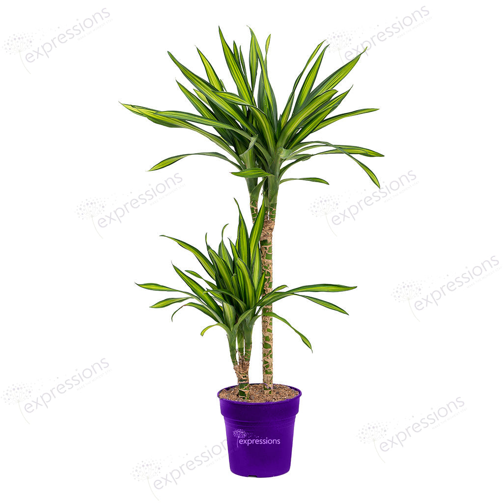 Dracaena Rikki