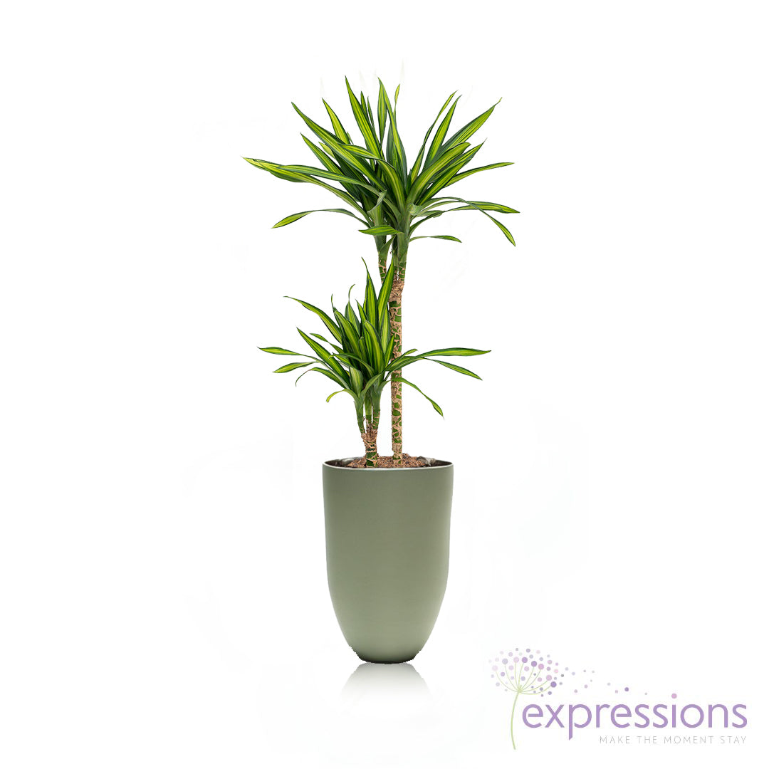 Dracaena Rikki