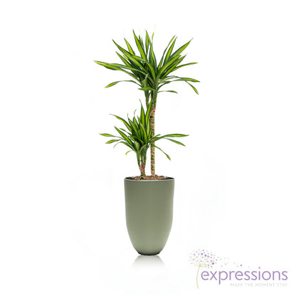Dracaena Rikki