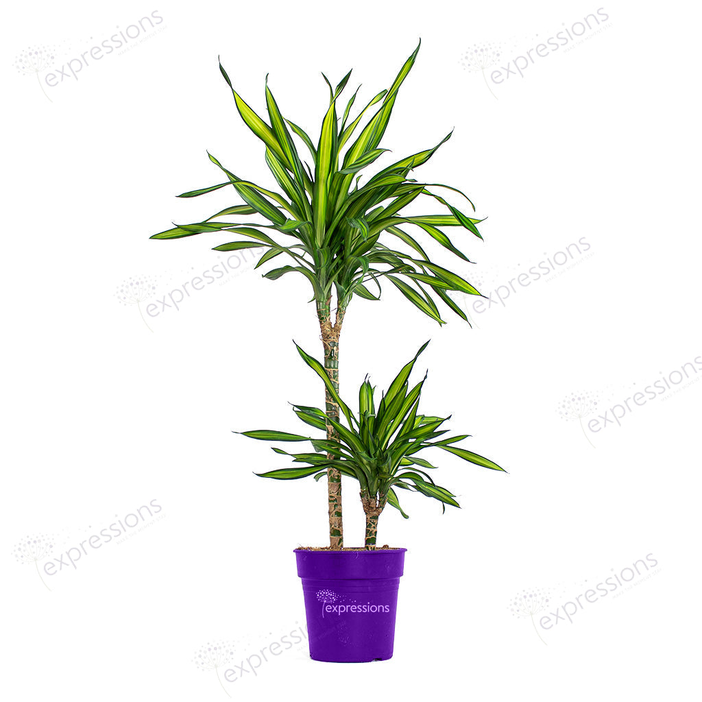 Dracaena Rikki