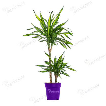 Dracaena Rikki