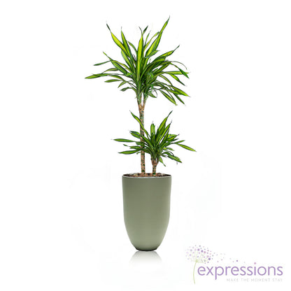 Dracaena Rikki