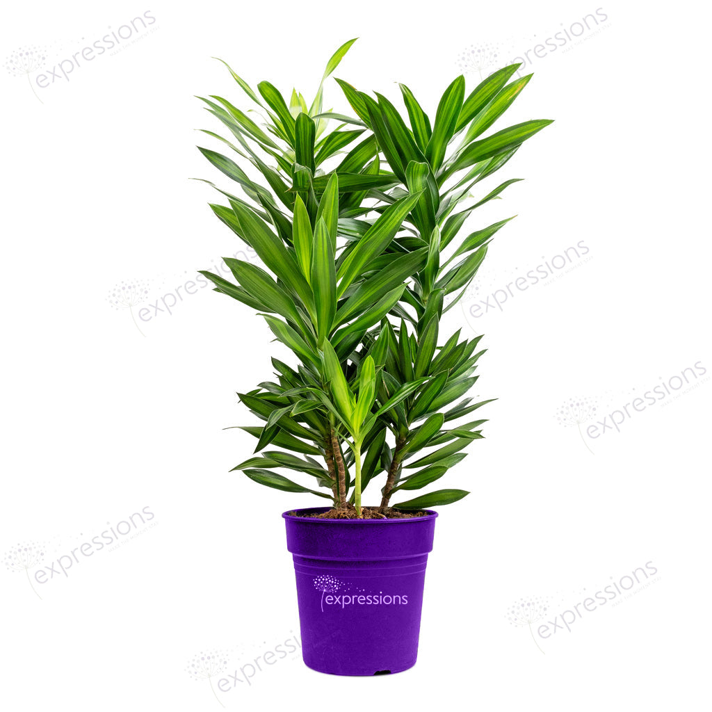 Dracaena Song of Jamaica - Dracaena reflexa