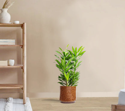 Dracaena Song of Jamaica - Dracaena reflexa