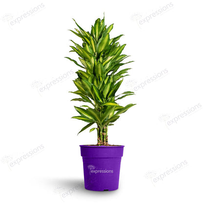 Dracaena steudneri fragrans Cintho