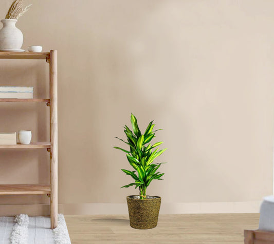 Dracaena steudneri fragrans Cintho