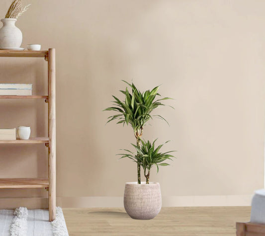 Dracaena fragrans Ulises