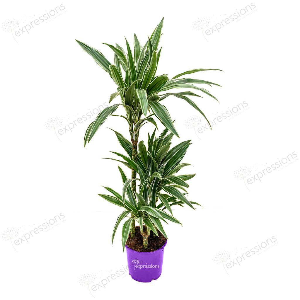 Dracaena Deremensis Warneckii