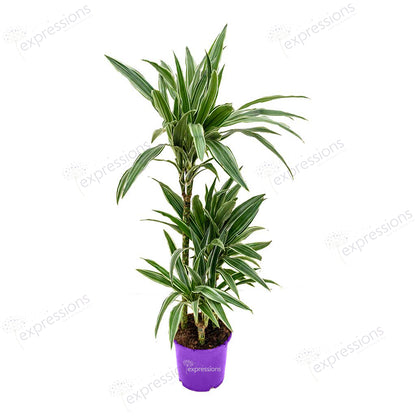 Dracaena Deremensis Warneckii