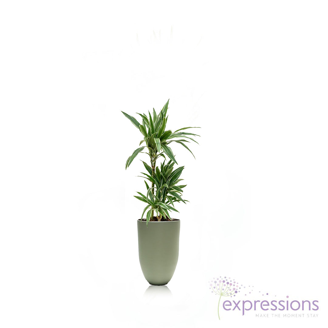 Dracaena Deremensis Warneckii