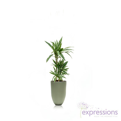 Dracaena Deremensis Warneckii