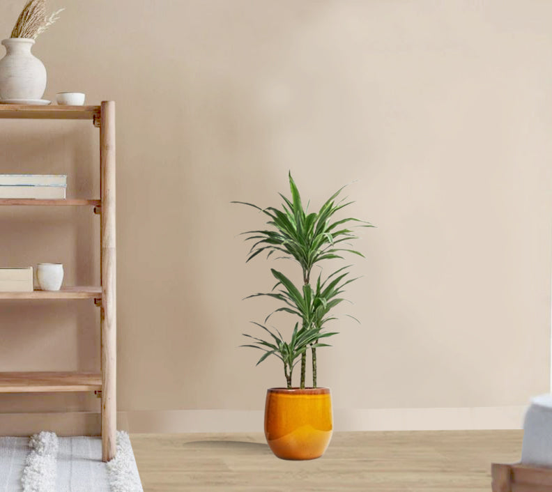 Dracaena Deremensis Warneckii