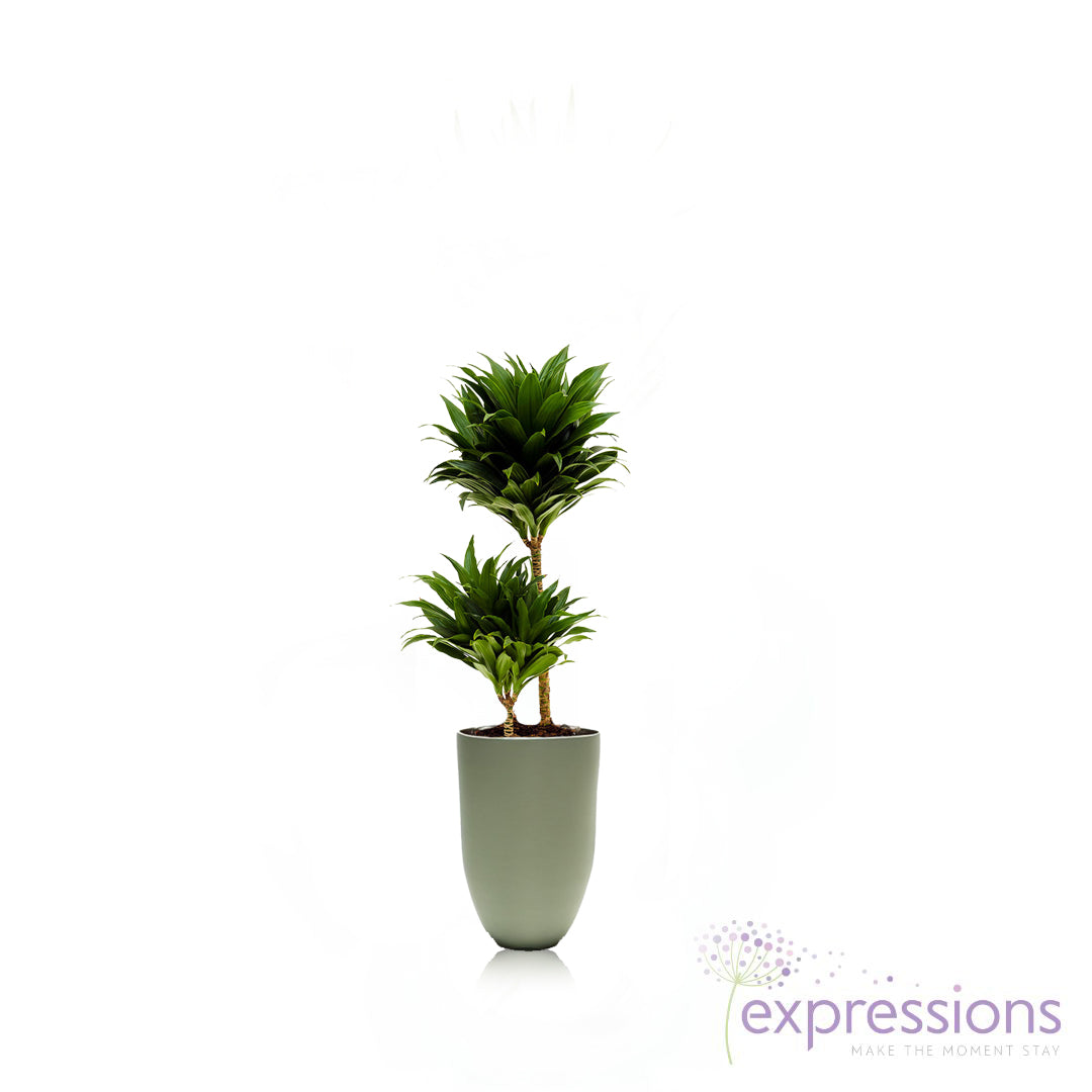 Draceana massangeana