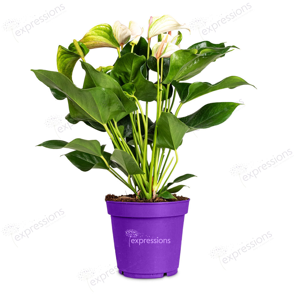 Anthurium pink