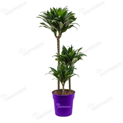 Dracena Fragrans Janet Craig