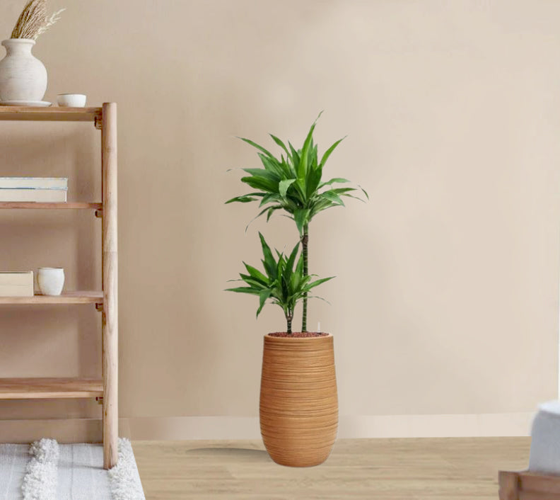 Dracena Fragrans Janet Craig