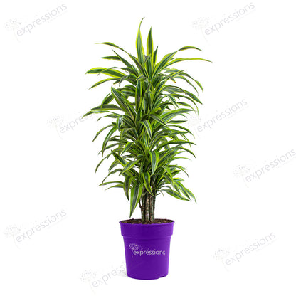 Dracaena Fragrans - Lemon Lime