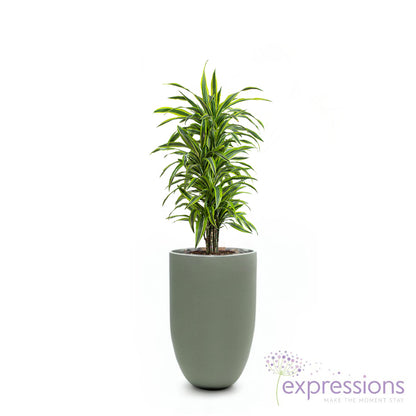 Draceana massangeana