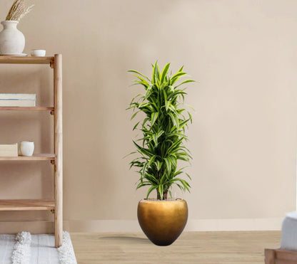 Draceana massangeana