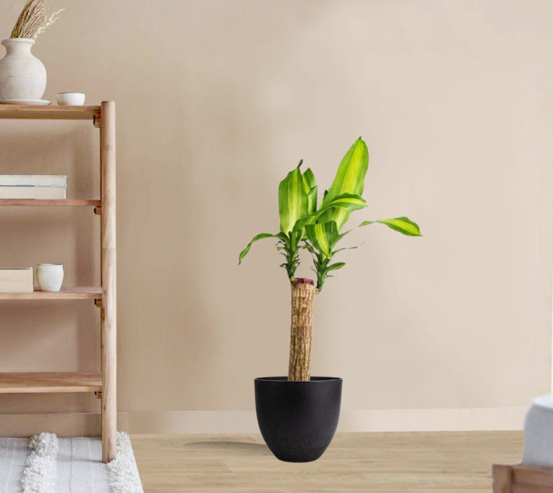 Draceana massangeana