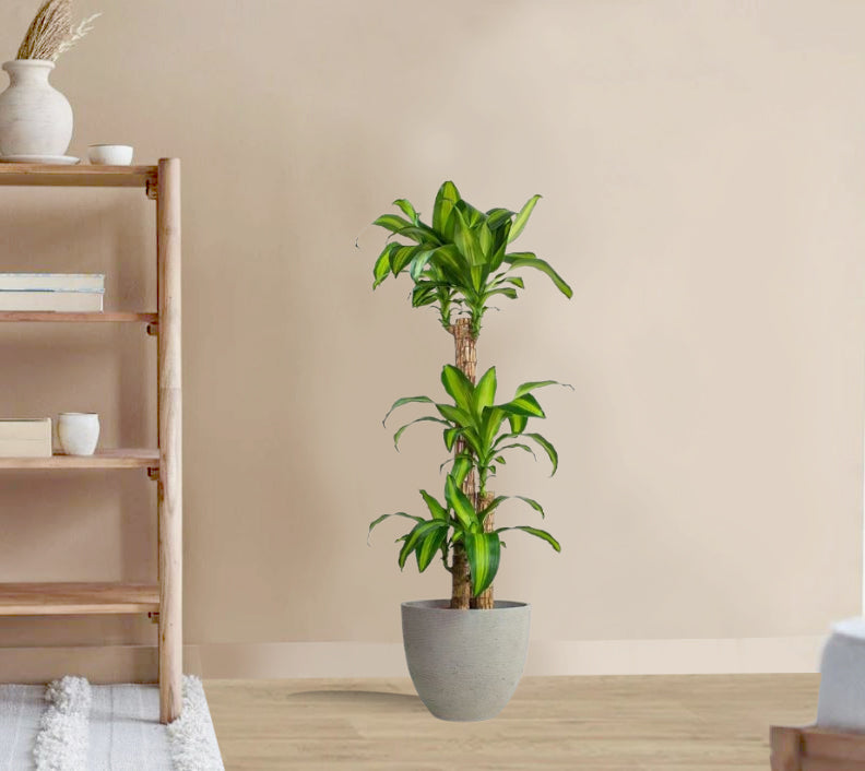 Draceana massangeana