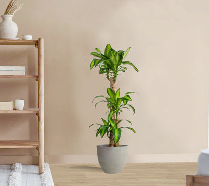 Draceana massangeana