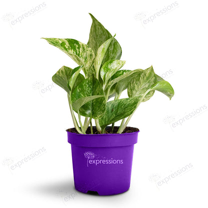 Epipremnum aureum - Marble queen pothos