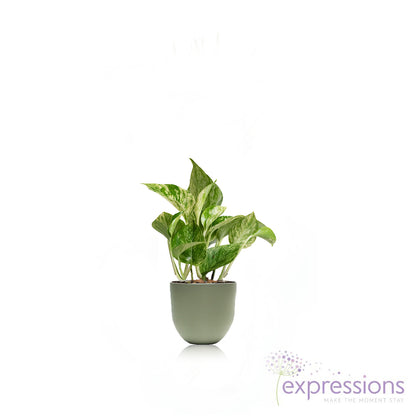 Epipremnum aureum - Marble queen pothos