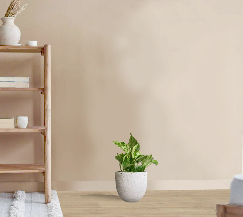 Epipremnum aureum - Marble queen pothos