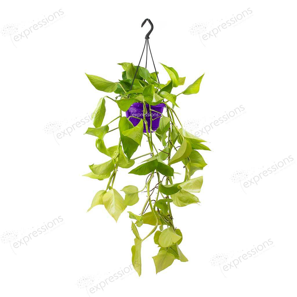 Epipremnum aureum - Golden Neon Pothos