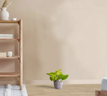 Epipremnum aureum - Golden Neon Pothos