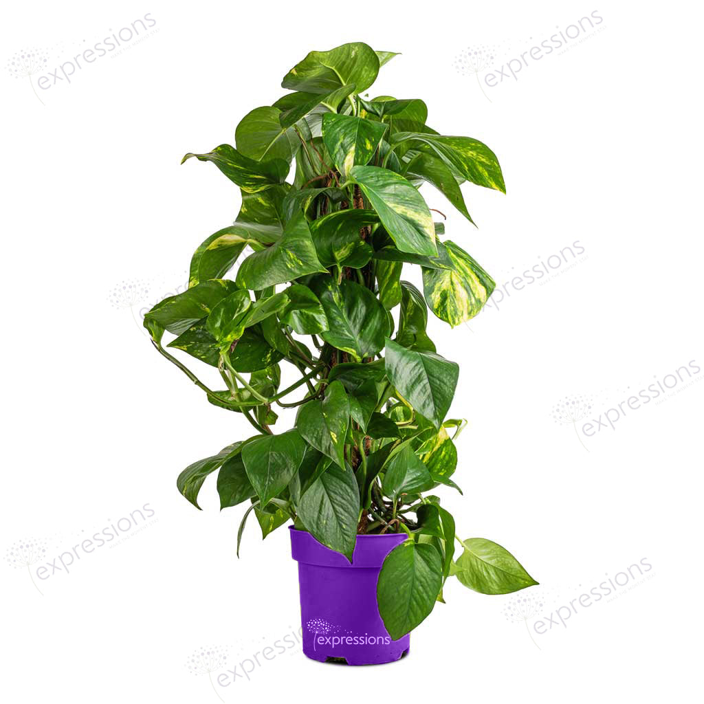 Epipremnum aureum - Golden Pothos - Moss Pole (Money Plant)