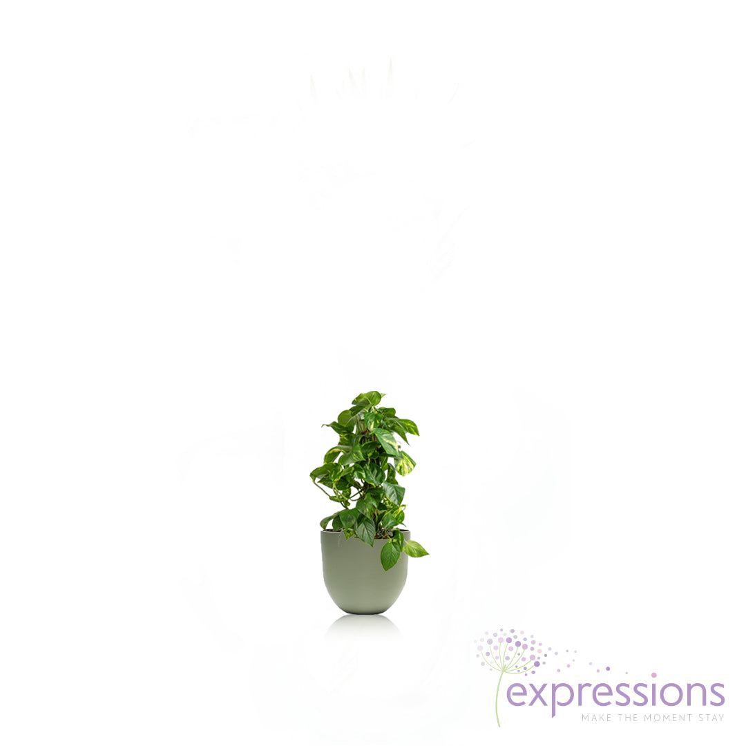 Epipremnum aureum - Golden Pothos - Moss Pole (Money Plant)
