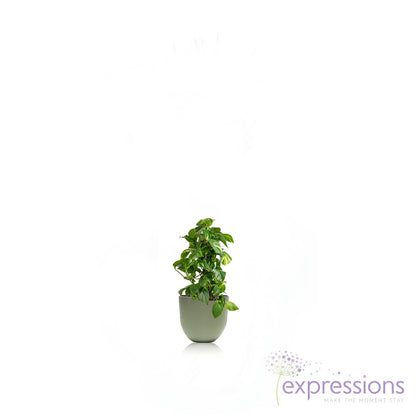 Epipremnum aureum - Golden Pothos - Moss Pole (Money Plant)
