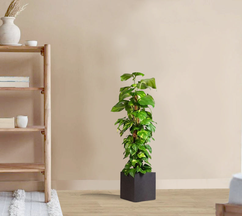 Epipremnum aureum - Golden Pothos - Moss Pole (Money Plant)