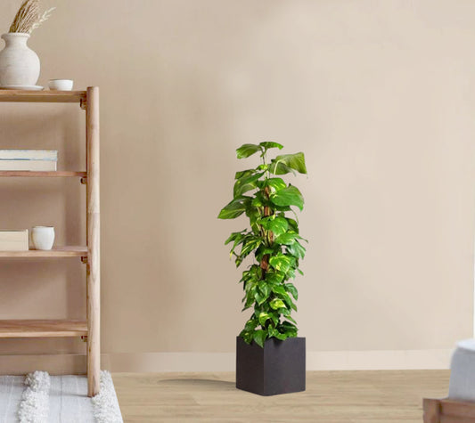 Epipremnum aureum - Golden Pothos - Moss Pole (Money Plant)
