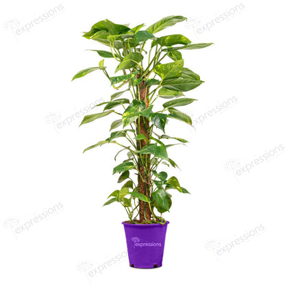 Epipremnum aureum - Golden Pothos - Moss Pole (Money Plant)