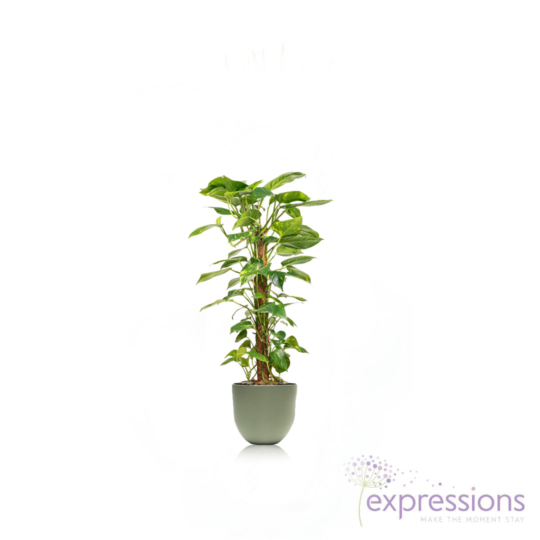 Epipremnum aureum - Golden Pothos - Moss Pole (Money Plant)